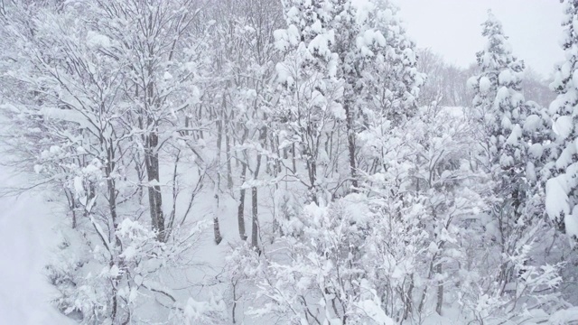 雪森林视频素材