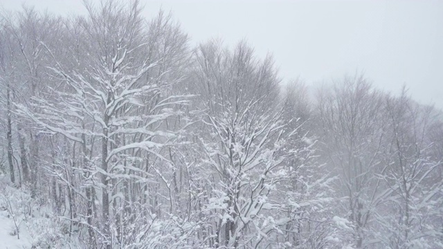 雪木视频素材