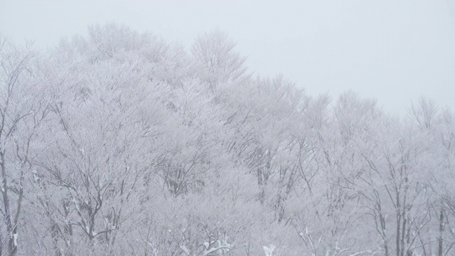 森林里下雪了视频素材