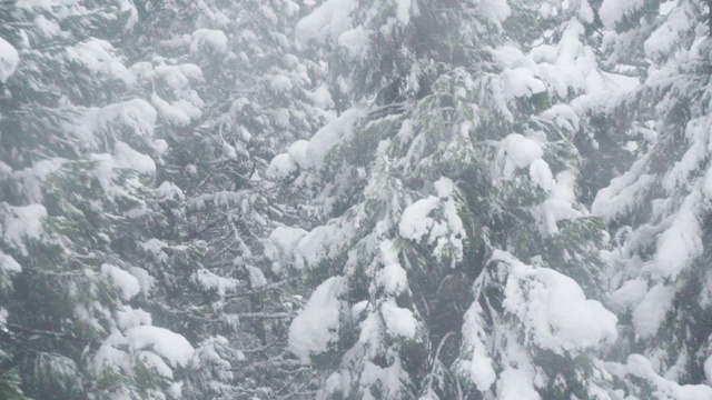 暴雪视频下载