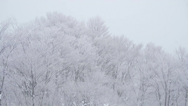 下雪森林视频素材