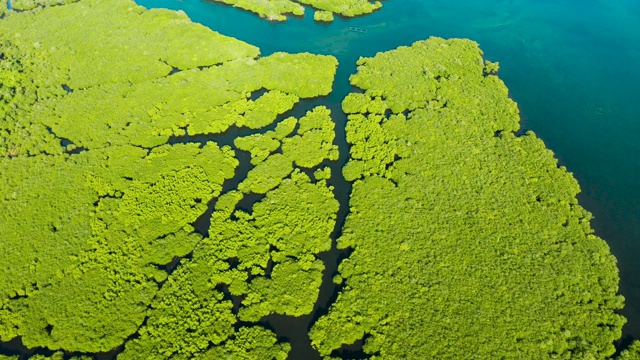 红树林和河流鸟瞰图视频素材