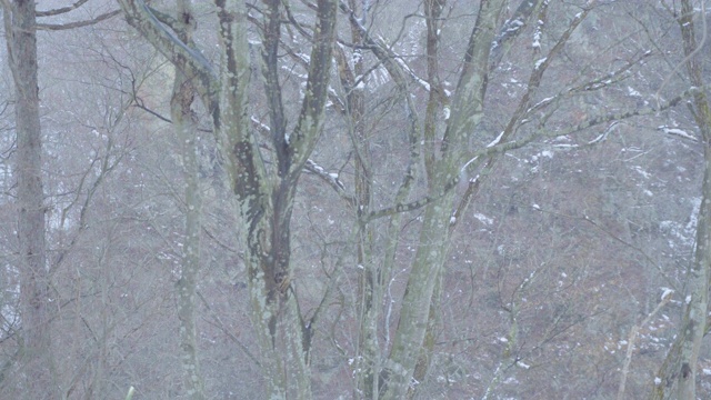 日本群马冬季的暴风雪视频素材