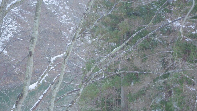 亚洲的雪木视频素材