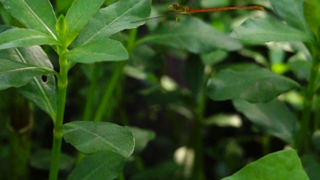 蜻蜓在半空中慢动作飞行视频素材