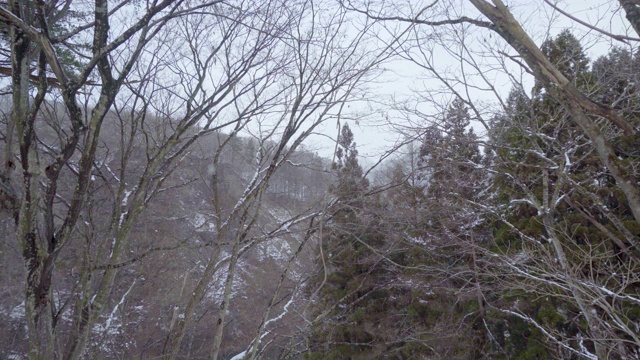 下雪的树视频素材