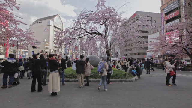 人们在上野公园拍摄樱花树视频素材