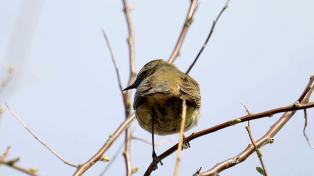 鸟-蓝喉(Cyanecula svecica)坐在一个灌木的树枝上唱他的歌，阳光明媚的春天早晨。视频素材