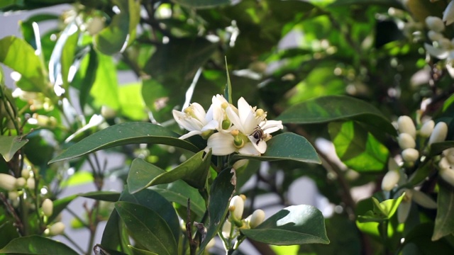 橘子树在春天开花视频素材