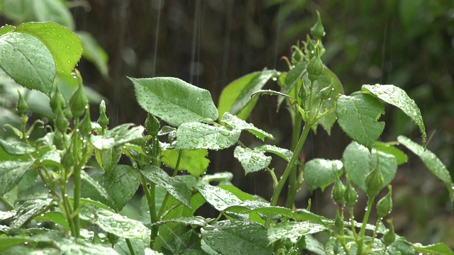 在一场严重的雷暴期间的春天，玫瑰上的雨的近距离拍摄视频素材