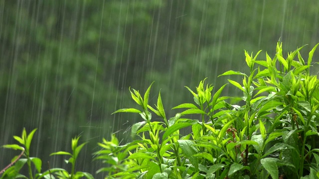 在一场严重的雷暴期间的春天，玫瑰上的雨的近距离拍摄视频素材