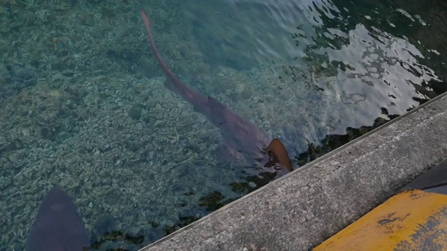 野生沙虎鲨(Carcharias taurus)在日本双美渔港游泳视频素材