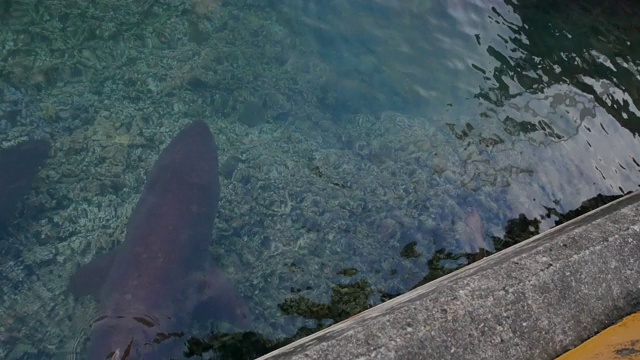 一对灰护士鲨(Carcharias taurus)在小笠原岛双美渔港游泳视频素材