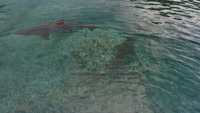 一群巨大的沙虎鲨(Carcharias taurus)在日本双美渔港视频素材