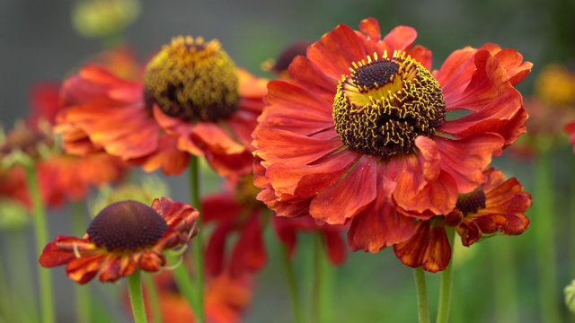 海伦斯花(Helenium)视频素材