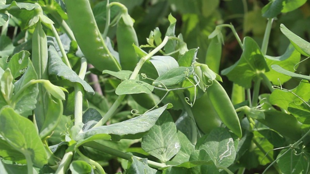 生长新鲜的绿色豌豆荚。视频下载