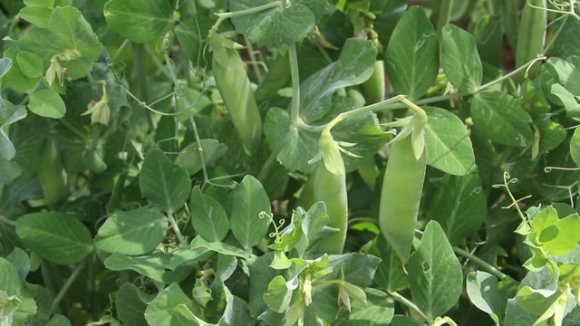 生长新鲜的绿色豌豆荚。视频下载