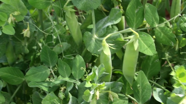 生长新鲜的绿色豌豆荚。视频下载