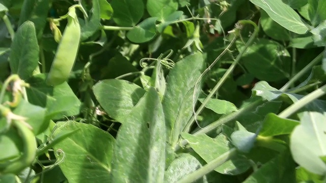 生长新鲜的绿色豌豆荚。视频下载