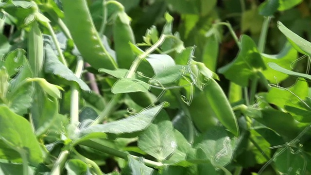 生长新鲜的绿色豌豆荚。视频下载