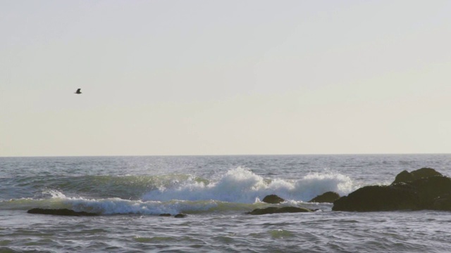 海鸟飞过海洋视频素材