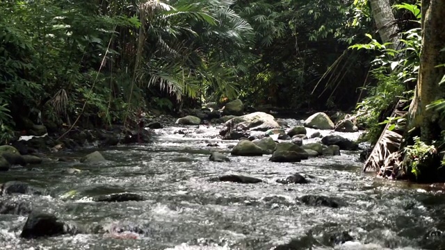 水流在热带森林的浅河上流淌视频素材