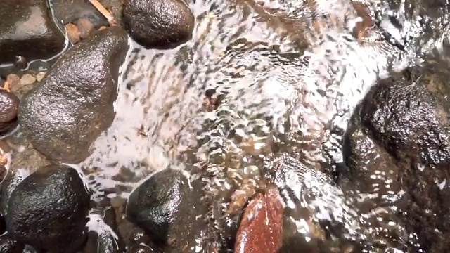 水流在热带森林的浅河上流淌视频素材