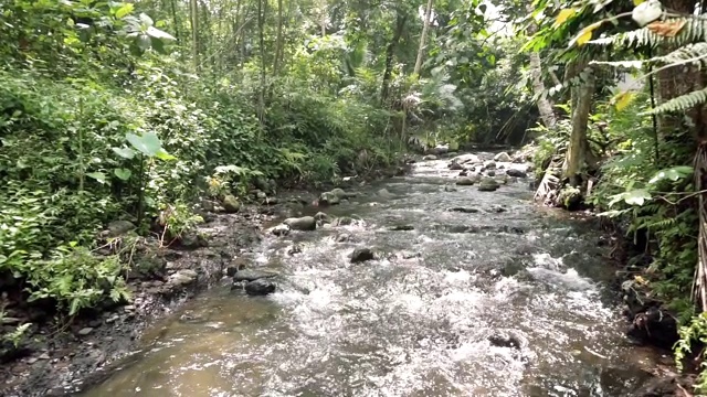 水流在热带森林的浅河上流淌视频素材