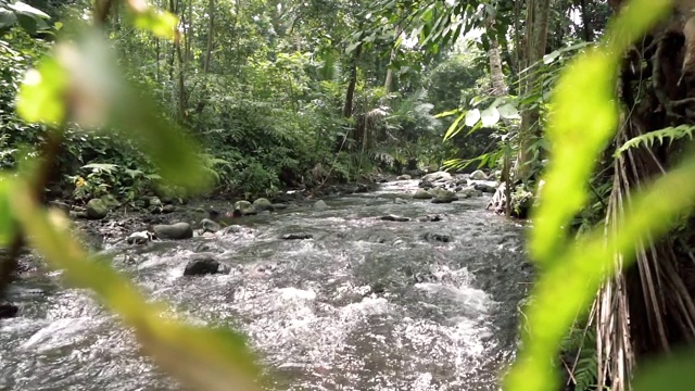 水流在热带森林的浅河上流淌视频素材