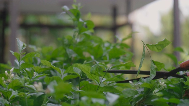 年轻男子照料她房子旁边的花园。视频素材