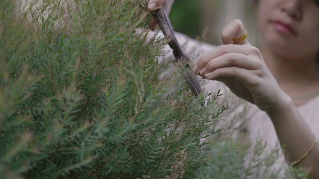 妇女在室外花园修剪植物。视频素材