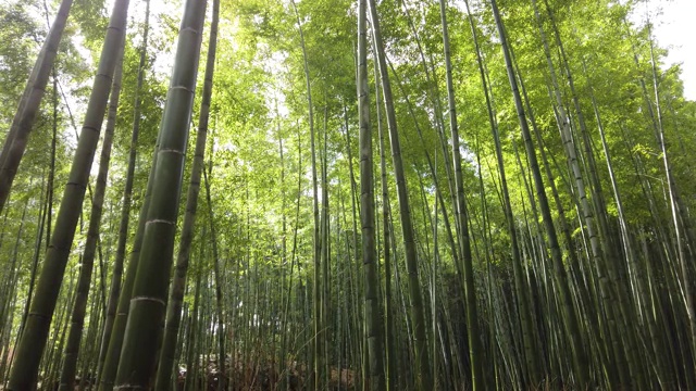 风吹过日本京都岚山的竹林视频下载