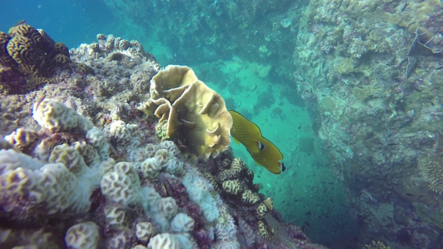 海洋潜水，水下五彩缤纷的热带珊瑚礁海景。海洋深处的一群海洋鱼类。软、硬珊瑚水生生态乐园背景。爱好水上极限运动。视频素材