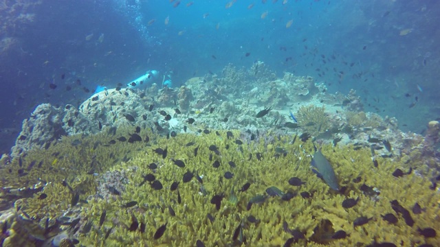 海洋潜水，水下五彩缤纷的热带珊瑚礁海景。海洋深处的一群海洋鱼类。软、硬珊瑚水生生态乐园背景。爱好水上极限运动。视频素材