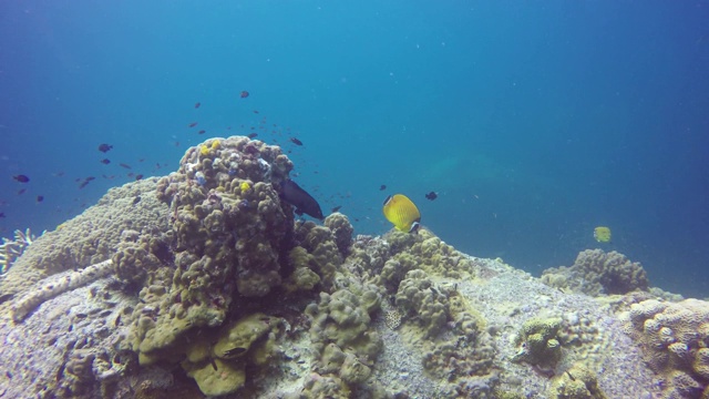 海洋潜水，水下五彩缤纷的热带珊瑚礁海景。海洋深处的一群海洋鱼类。软、硬珊瑚水生生态乐园背景。爱好水上极限运动。视频素材