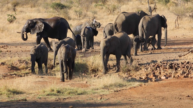 非洲象(Loxodonta africana)从一个水坑移动，克鲁格国家公园，南非视频素材