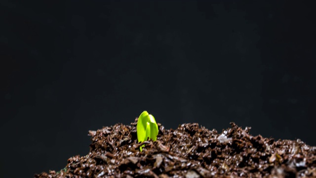 小植物栽培视频素材