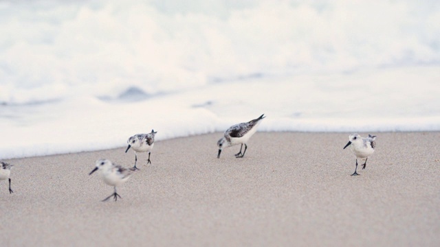 海上的海鸟视频素材