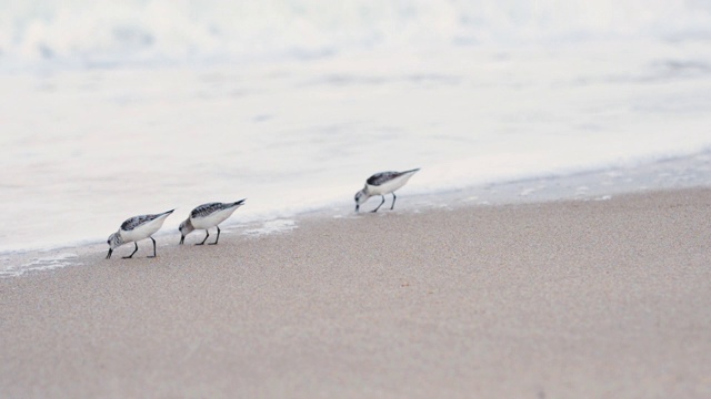 海上的海鸟视频素材