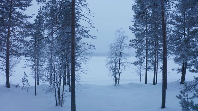 穿行在拉普兰雪白的森林中，在芬兰全境滚动视频素材