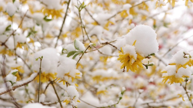 春天的暴风雪上，黄花覆盖着雪视频素材