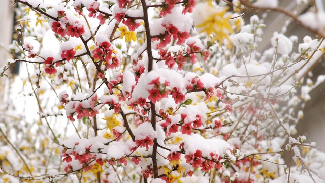 在春天的暴风雪上，花被雪覆盖视频素材