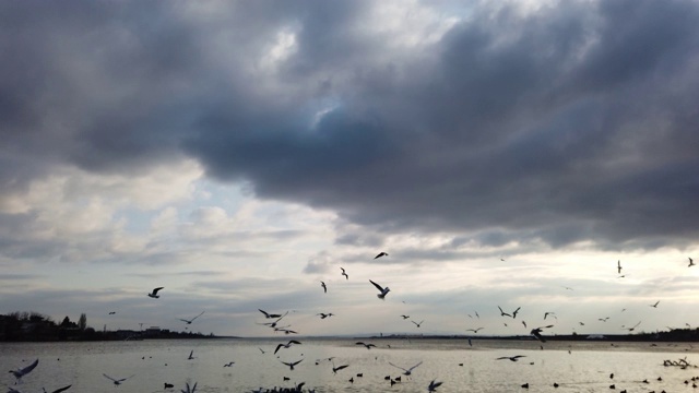 多云的天空，大海和海鸥视频素材