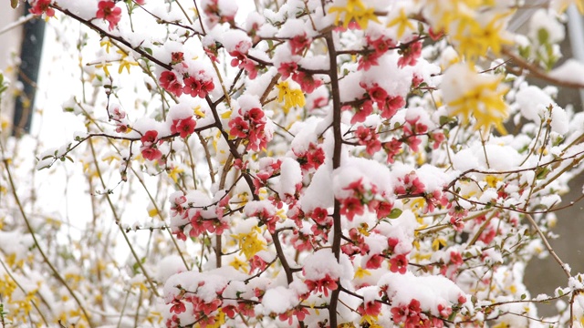 在春天的暴风雪上，花被雪覆盖视频素材