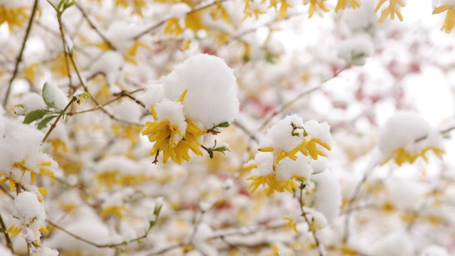 春天的暴风雪上，黄花覆盖着雪视频素材