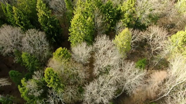 在春天的森林里，飞过树冠。美丽明亮的自然景观全景无人机视频素材