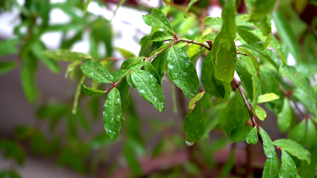 雨落在树枝上视频素材