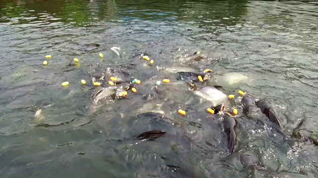 泰国曼谷，在湄南河上喂鲶鱼视频素材