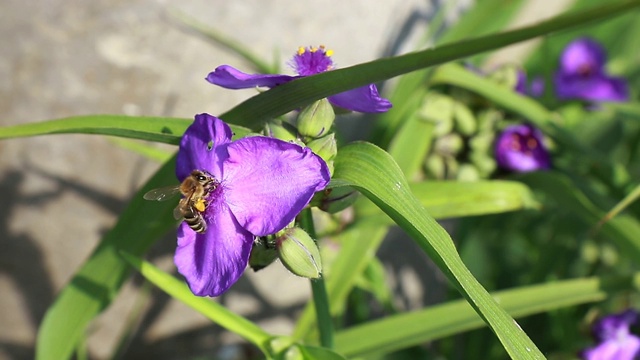 紫草原蜘蛛草蜜蜂(Tradescantia occidentalis)视频素材