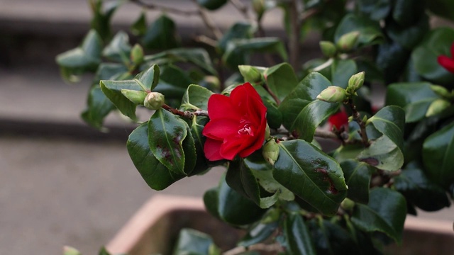 红山茶花随风摇曳，鸟吟视频素材